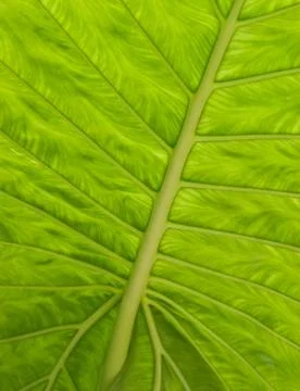 Green leaf texture details. Stock Photos