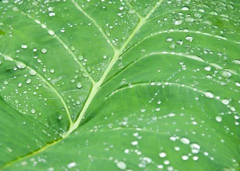 Green leaf texture details. Stock-Fotos