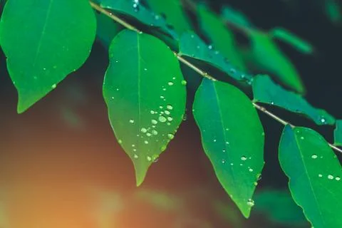 Green leaf texture with drop of dew in morning. Nature background. Stock Photos