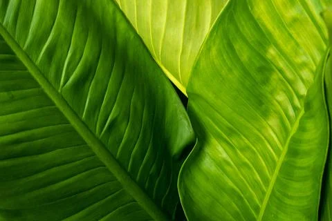 Green leaf texture in the forest at sunny background. Stock Photos