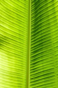 Green leaf texture Green leaf texture showing all nerves; Chloroplast with... Foto stock