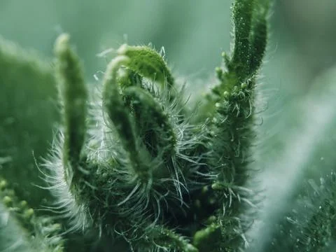 Green Leaf Texture: High-Resolution Nature Stock Photos for Backgrounds Stock Photos