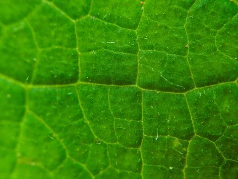 Green Leaf Texture: High-Resolution Nature Stock Photos for Backgrounds Stock Photos