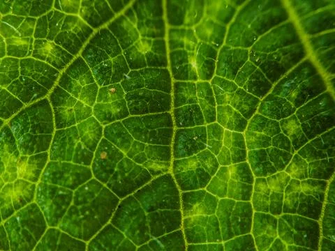 Green Leaf Texture: High-Resolution Nature Stock Photos for Backgrounds Stock Photos