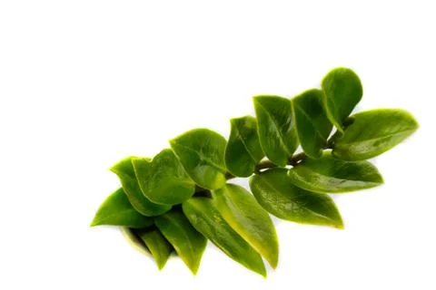 Green leaf texture isolated on white background. Foto stock