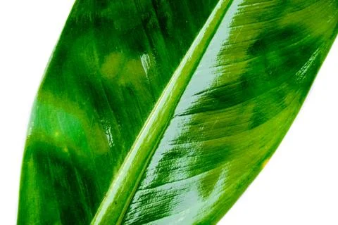 Green leaf texture isolated on white background. Stock Photos