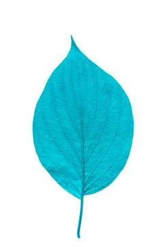 Green leaf with texture isolated on white Stock Photos