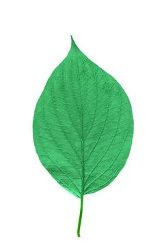 Green leaf with texture isolated on white Stock Photos