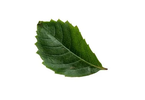 Green Leaf with Texture isolated on White Background. Stock Photos