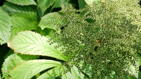 Green leaf texture. Leaf texture background 스톡 동영상 75404588