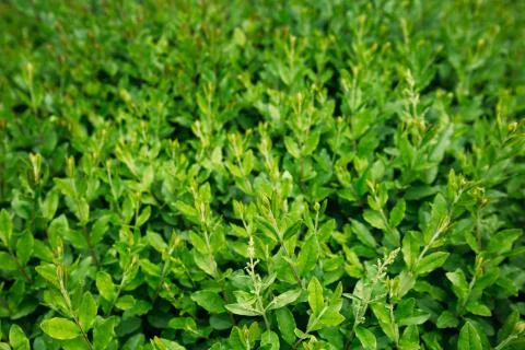 Green leaf texture. Leaf texture background Stock Photos