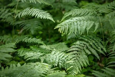 Green leaf texture. Leaf texture background.. Stock Photos