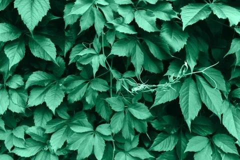 Green leaf texture. Leaf texture background. Wild grapes. Neo Mint color of t Stock Photos