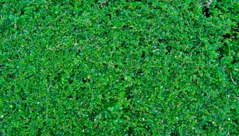 Green leaf texture. Leaf texture background. Stock Photos