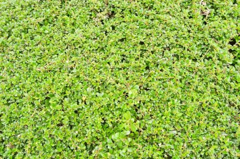 Green leaf texture. Leaf texture background. Stock Photos