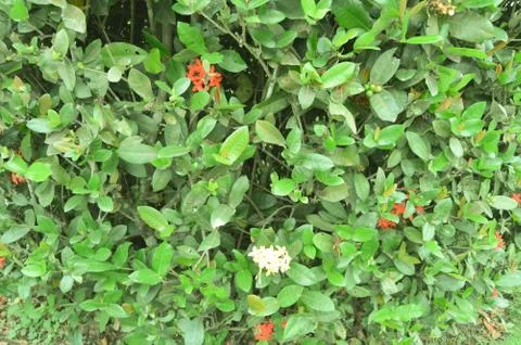 Green leaf texture. Leaf texture background. Stock-Fotos