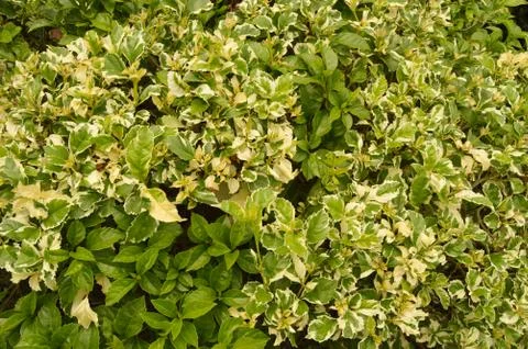 Green leaf texture. Leaf texture background. Foto stock