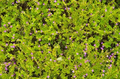 Green leaf texture. Leaf texture background. Stock Photos