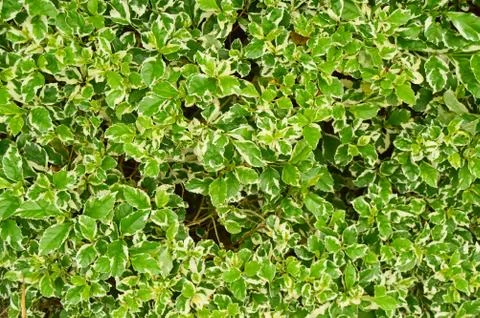 Green leaf texture. Leaf texture background. Stock-Fotos