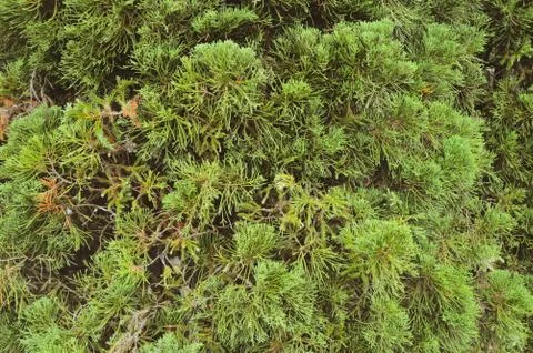 Green leaf texture. Leaf texture background. Foto stock