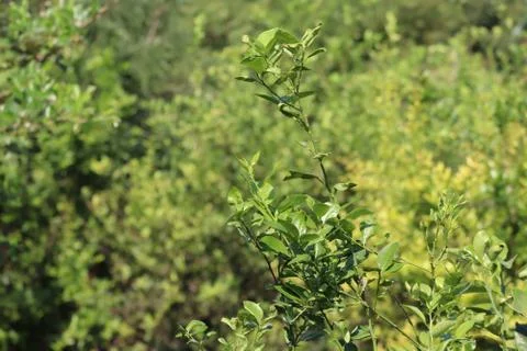 Green leaf texture. Leaf texture background Stock Photos