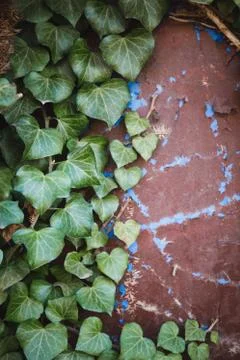 Green leaf texture. Leaf texture background Stock Photos