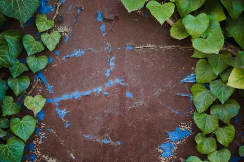 Green leaf texture. Leaf texture background Stock Photos