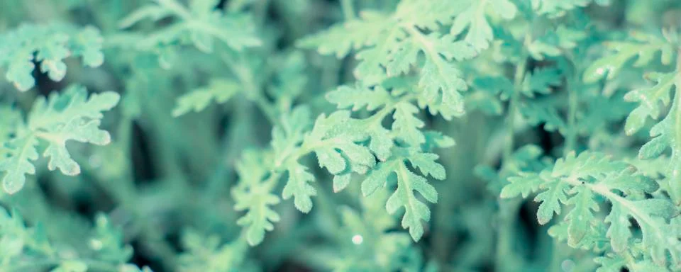 Green leaf texture. Leaf texture background. Soft vintage pastel toned. Stock Photos