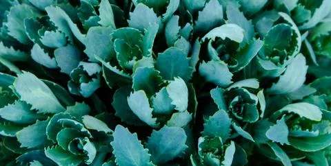 Green leaf texture. Leaf texture background. Succulentus. Stock Photos