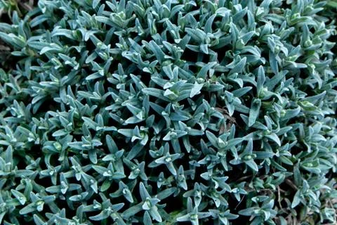 Green leaf texture. Leaf texture background. Succulentus. Stock Photos