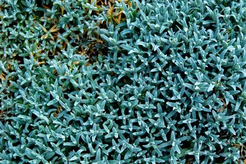 Green leaf texture. Leaf texture background. Succulentus. Stock Photos