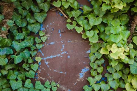 Green leaf texture. Leaf texture background Stock Photos