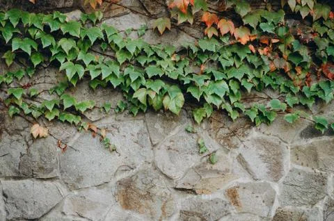 Green leaf texture. Leaf texture background. Leaf on the wall 库存照片
