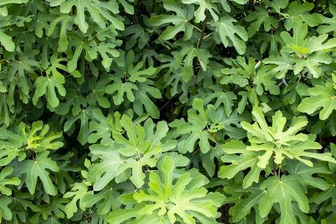 Green leaf texture. Leaf texture background Stock Photos