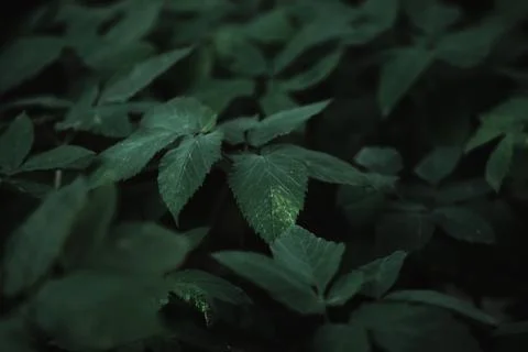 Green leaf texture. Leaf texture background. Shape and pattern of freshness g Stock Photos