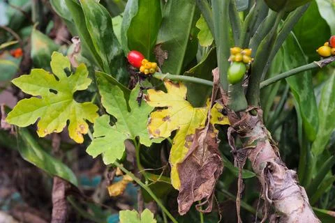 .Green leaf texture. Leaf texture background Stock Photos