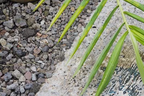 Green leaf texture. Leaf texture background Stock Photos
