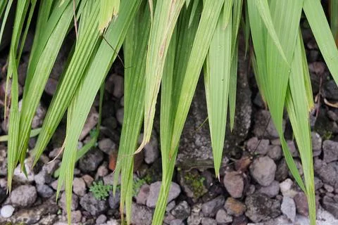 Green leaf texture. Leaf texture background Stock Photos
