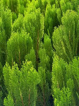 Green leaf texture. Leaf texture background Stock Photos