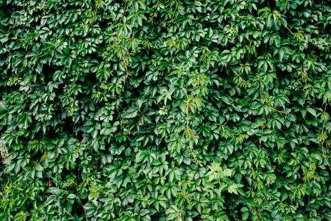 Green leaf texture. Leaf texture background. Stock Photos