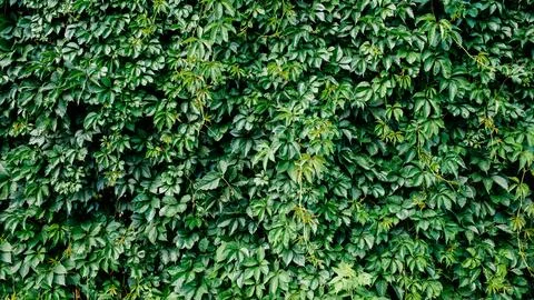 Green leaf texture. Leaf texture background. Stock Photos