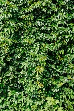 Green leaf texture. Leaf texture background. Stock Photos