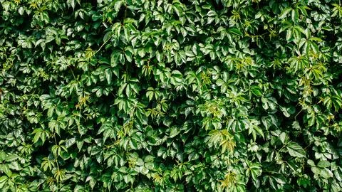 Green leaf texture. Leaf texture background. Stock Photos