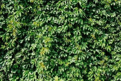 Green leaf texture. Leaf texture background. Stock Photos
