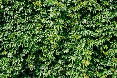 Green leaf texture. Leaf texture background. Stock Photos