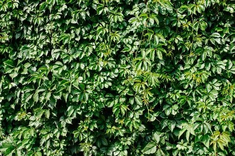 Green leaf texture. Leaf texture background. Stock Photos