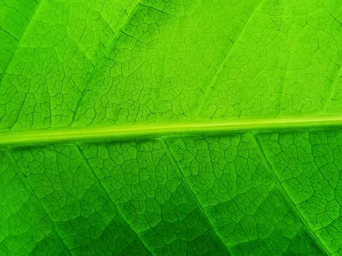 Green leaf texture. Leaf vein pattern photography. Green leaf cell macro. Stock Photos