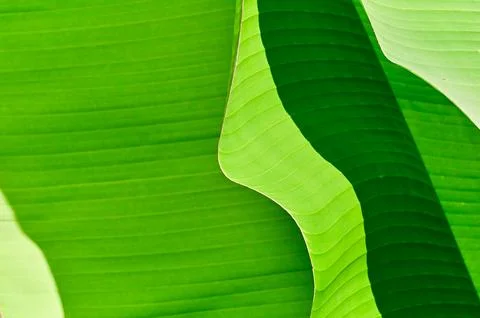 Green leaf texture macro abstract close up Stock Photos