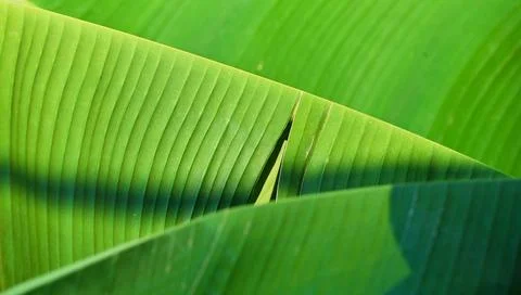 Green leaf texture macro abstract close up 写真素材