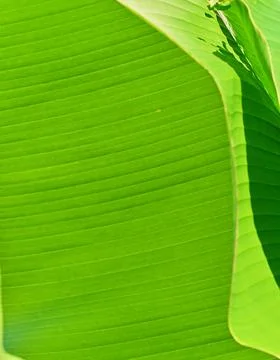 Green leaf texture macro abstract close up Stock Photos